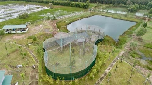 Đầu tư hạ tầng phục hồi và phát triển đàn Sếu đầu đỏ tại Đồng Tháp