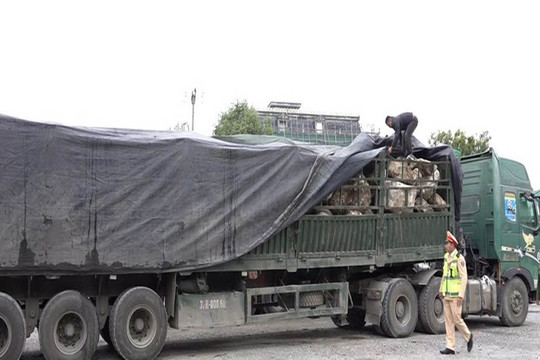 Bắt giữ hơn 480 tấn đá thạch anh trái phép