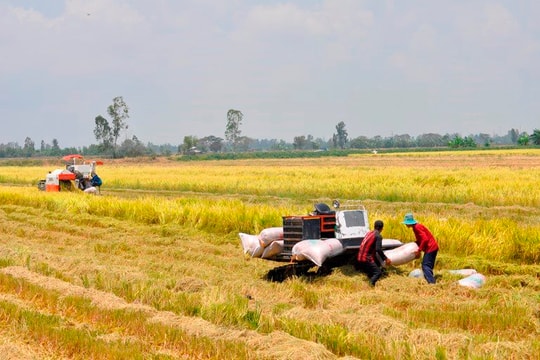 Đẩy mạnh sản xuất, kinh doanh, xuất khẩu lúa, gạo bền vững.
