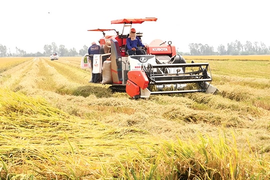 Thủ tướng chỉ đạo đẩy mạnh sản xuất, xuất khẩu lúa gạo