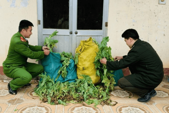 Phát hiện vườn thuốc phiện do người dân trồng trong rừng