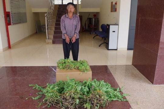Trồng hơn 1.600 cây thuốc phiện trong rừng