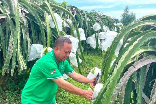 Bình Thuận: Phát triển Nông nghiệp ứng dụng công nghệ cao còn chưa tương xứng với tiềm lực