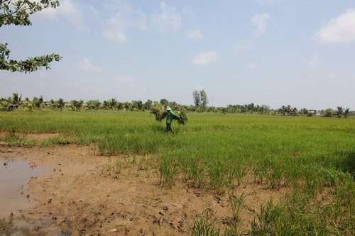 Thủ tướng chỉ đạo tập trung ứng phó với cao điểm xâm nhập mặn tại ĐBSCL