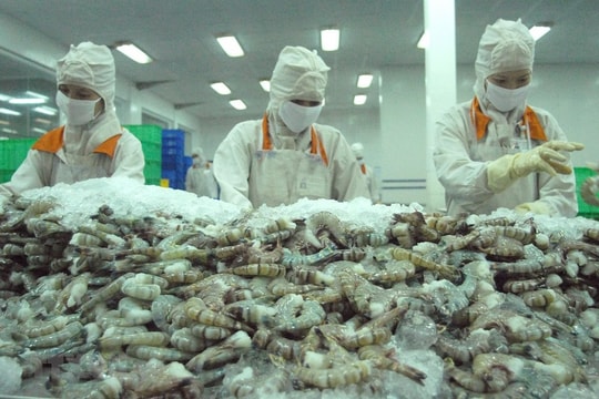 Tôm chiếm hơn 60% kim ngạch xuất khẩu thủy sản sang Australia