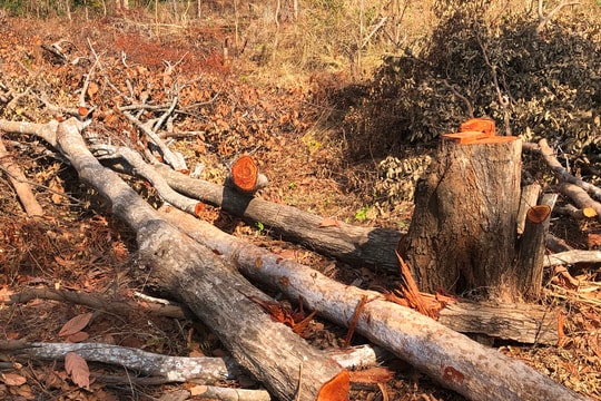 Yêu cầu điều tra, xử lý nghiêm vụ phá rừng ở Mang Yang