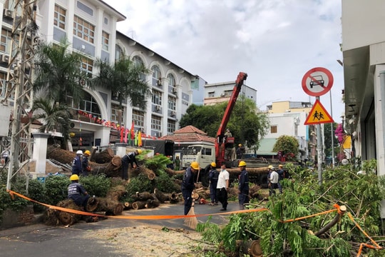 Nguyên nhân chậm trễ đấu giá gỗ từ đốn hạ cây xanh ở TP.HCM
