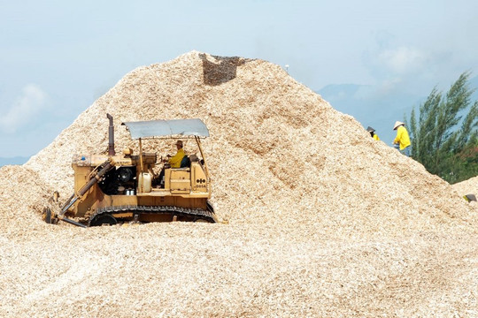 Việt Nam xuất khẩu dăm gỗ sang 13 thị trường