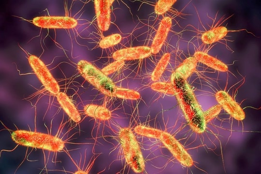 Vụ 222 người bị ngộ độc cơm gà: Phát hiện vi khuẩn Salmonella