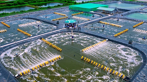 Hai tỉnh nuôi tôm công nghệ cao hàng đầu