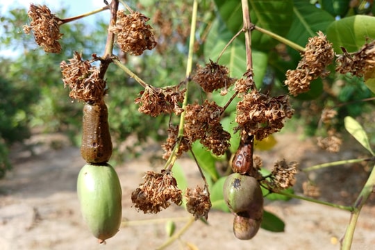Nỗi buồn ở 'thủ phủ' điều Gia Lai