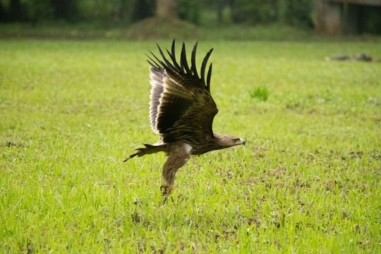 Tái thả đại bàng đầu nâu quý hiếm về tự nhiên