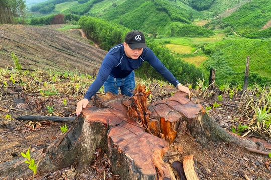 Kiểm điểm nhiều cá nhân, tập thể để hơn 27.000 ha rừng tự nhiên bị suy giảm