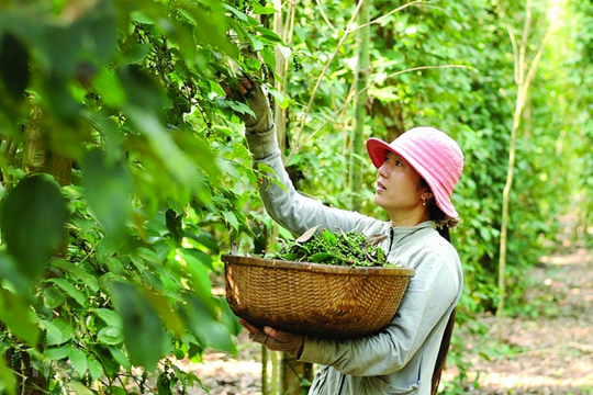 Hồ tiêu lên giá, mở rộng diện tích trồng cần cẩn trọng