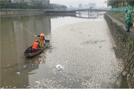 Cá chết nổi trắng hồ Thủy Sứ không phải do ô nhiễm môi trường