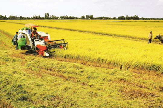 Triển khai các giải pháp chính phát triển nông nghiệp thuận thiên tại ĐBSCL