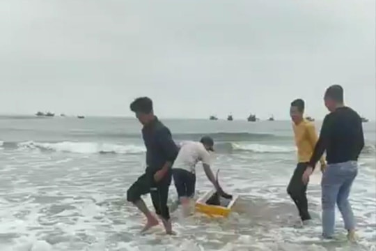 Ngư dân làng biển Cảnh Dương góp tiền mua cá heo thả về tự nhiên
