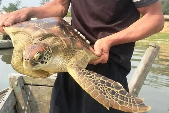 Thả có thể rùa biển quý hiếm về tự nhiên