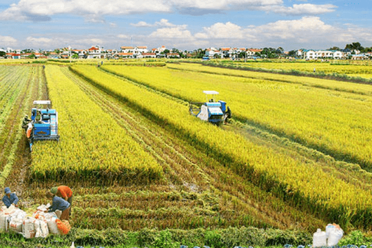 Cắt đà giảm, giá gạo xuất khẩu tiếp tục tăng