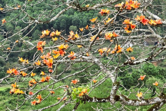 Cây gạo cổ thụ bung hoa khoe sắc ở thượng nguồn sông Gianh