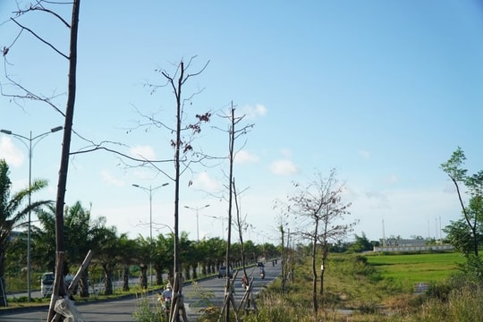 Huế: Rà soát các dự án trồng và chăm sóc cây xanh