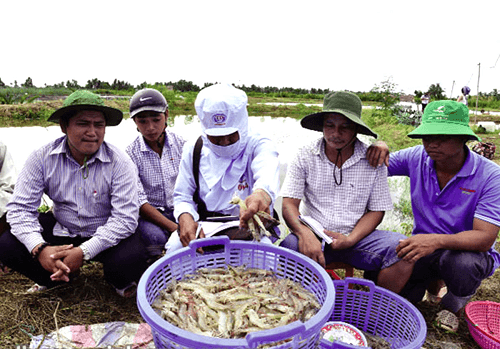 Nuôi nhỏ lẻ thách thức lớn ngành tôm nước lợ