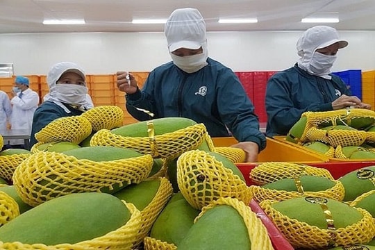 Quý 1/2024, xuất khẩu rau quả của Việt Nam vượt 1 tỷ USD