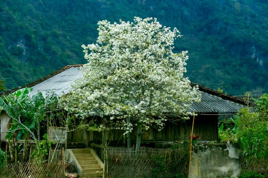 Những màu hoa miền biên viễn Bảo Lạc