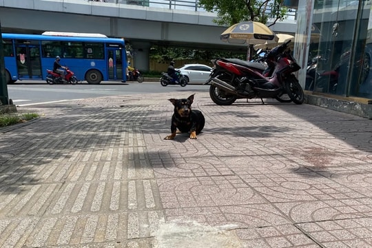 Bệnh dại gia tăng, TP.HCM ra khuyến cáo