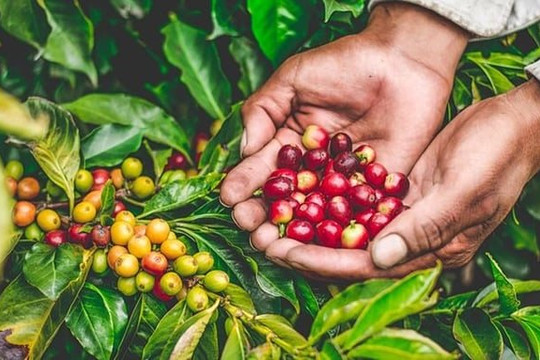 Cà phê tiếp tục khan hàng tại Việt Nam
