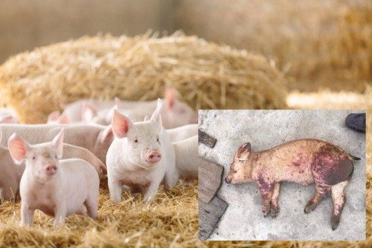 Tháng 3/2024: Cả nước đã phát sinh 38 ổ bệnh Dịch tả lợn châu Phi