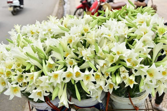 Bâng khuâng tháng 4 – Phố dài những nỗi nhớ