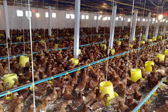 Tìm kiếm cơ hội xuất khẩu cho sản phẩm chăn nuôi của Việt Nam