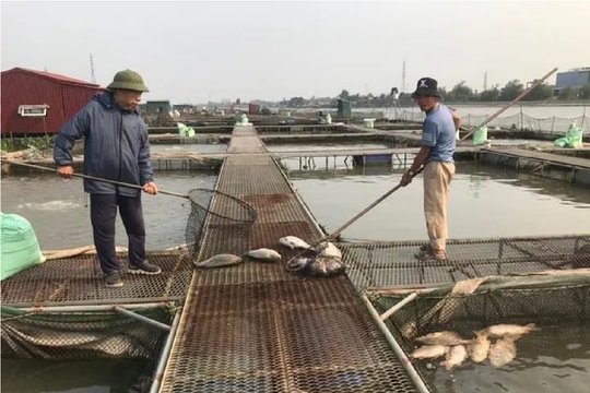 Hải Dương: Hàng trăm tấn cá lồng chết chưa rõ nguyên nhân