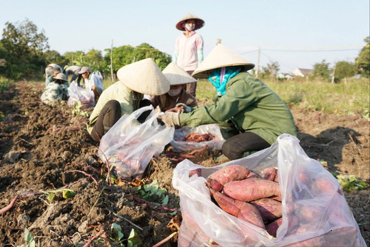 Khoai lang rớt giá 'thê thảm', huyện cầu cứu tỉnh kết nối tiêu thụ