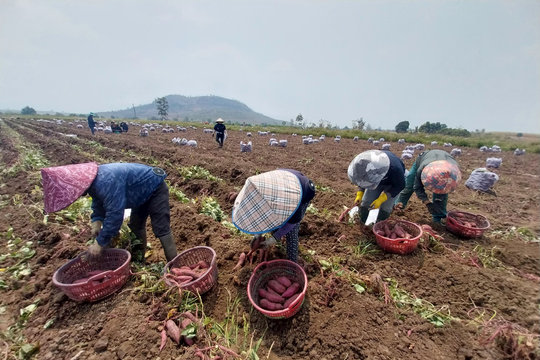 Khoai lang rớt giá, người dân lao đao vì thua lỗ