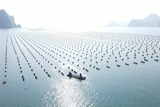 Quảng Ninh thu hút nhiều nhà đầu tư sau Hội nghị nuôi biển