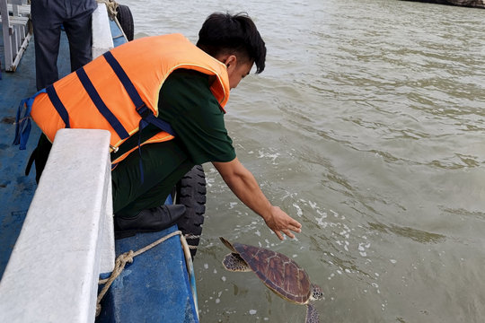 Thả cá thể rùa biển về với môi trường tự nhiên