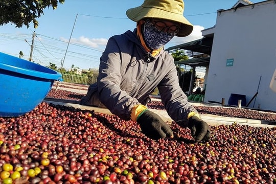 Lâm Đồng xuất khẩu nông sản, tơ thô vượt mốc 100 triệu USD