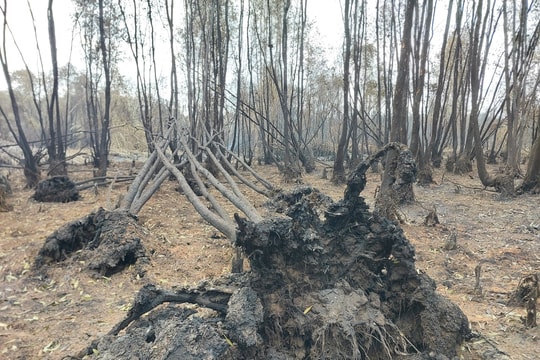 Cháy rừng ở Cà Mau: Đám cháy đã được khống chế