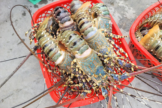 Giải cứu tôm hùm vịnh Vân Phong