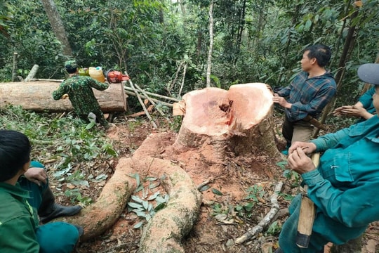 Triệt phá vụ khai thác gỗ rừng trái phép