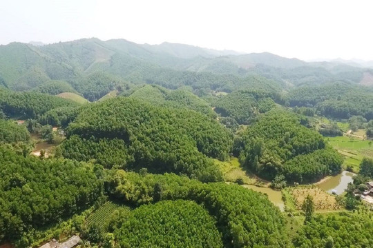 Việt Nam sắp bán 5,15 triệu tín chỉ carbon rừng tại 11 tỉnh
