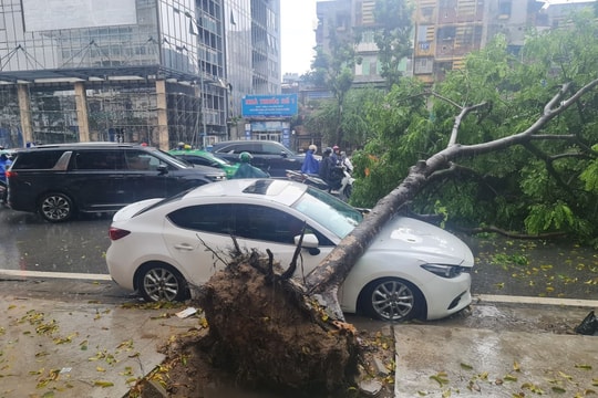 Mưa lớn, cây đổ đè trúng ô tô, chủ xe có được bồi thường?