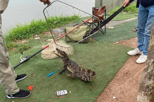 Hà Nội: ‘Cần thủ’ bất ngờ câu được cá sấu ở hồ câu Linh Đường