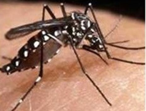 TP.HCM loại trừ sốt rét trong 3 năm liên tiếp