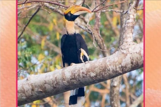 Bảo tồn chim hoang dã và chim di cư: Cần một giải pháp hiệu quả và bền vững