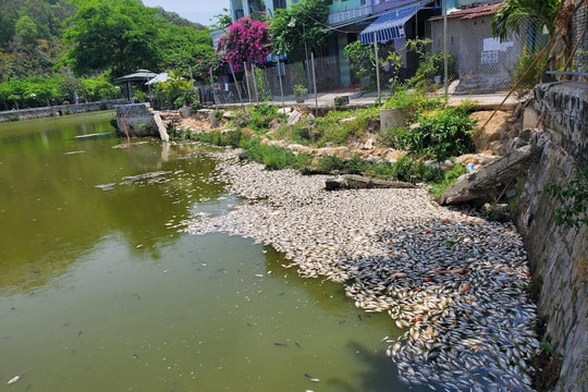 Cá chết hàng loạt nổi trắng mặt hồ Bàu Sen