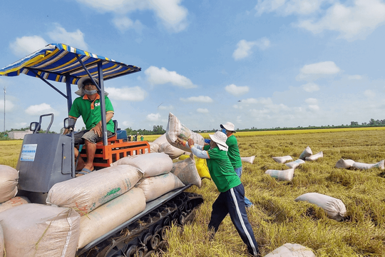 Gạo Việt tiếp tục giữ vững các thị trường trọng điểm