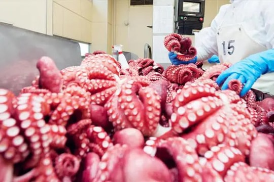 Xuất khẩu thuỷ sản sang các thị trường lớn tiếp tục giữ vững đà tăng trưởng